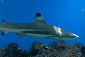 Requin pointe noire